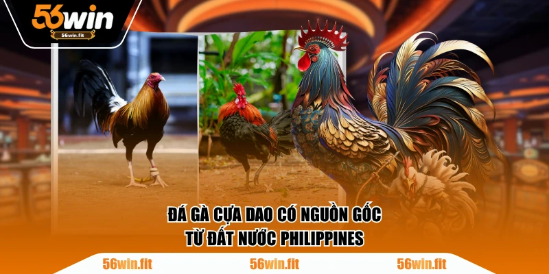 Đá gà cựa dao có nguồn gốc từ đất nước Philippines